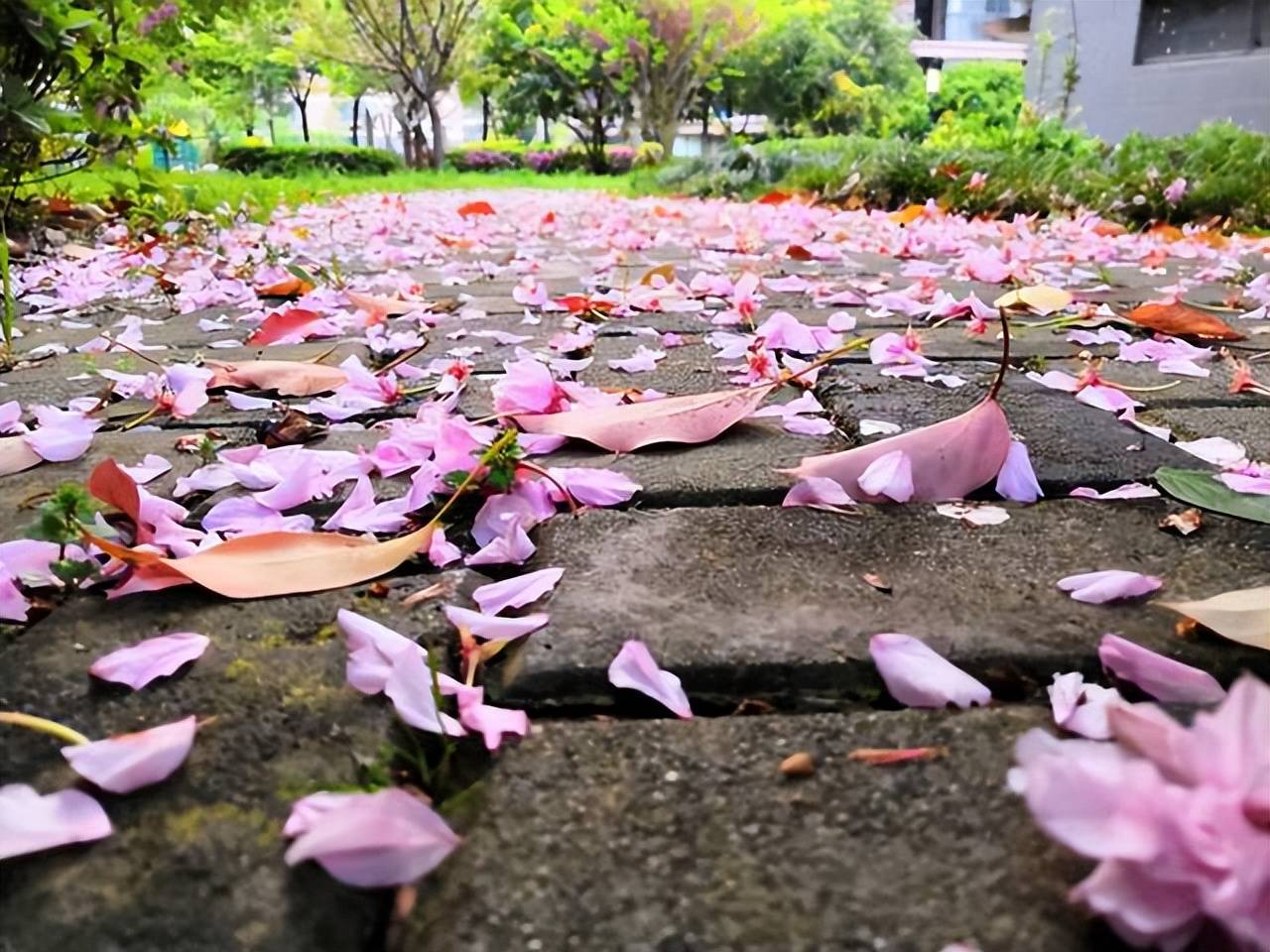 落花唯美图片图片