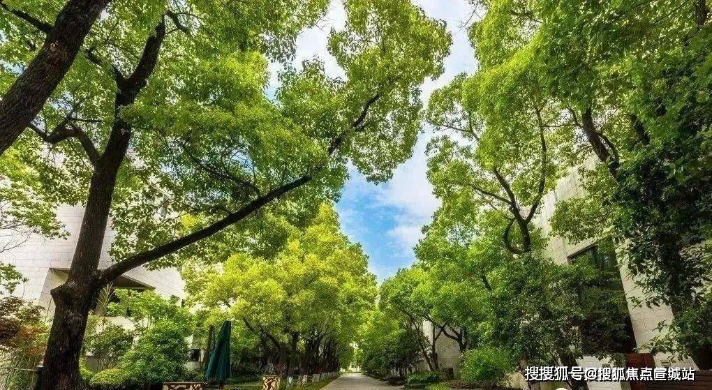玉兰树价钱