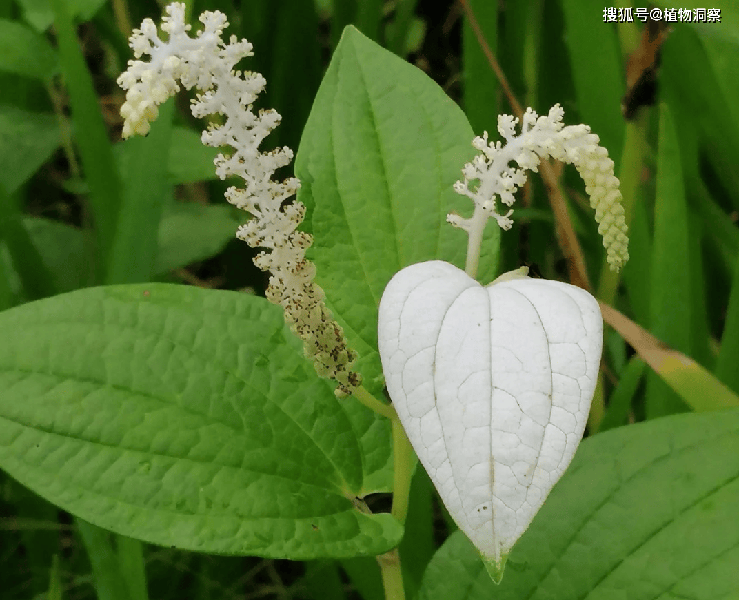 田间1植物,叶白,花白,根白,俗称三白草,3大作用,价值极高!