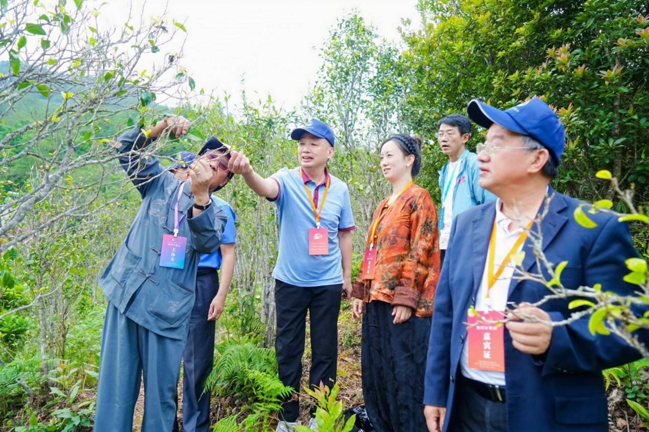 云南省民族茶文化研究会启动"智惠云岭"茶山行