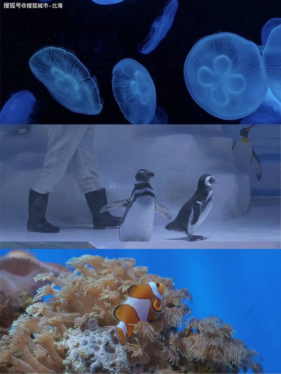 壁纸 海底 海底世界 海洋馆 水族馆 1080_1439 竖版 竖屏 手机