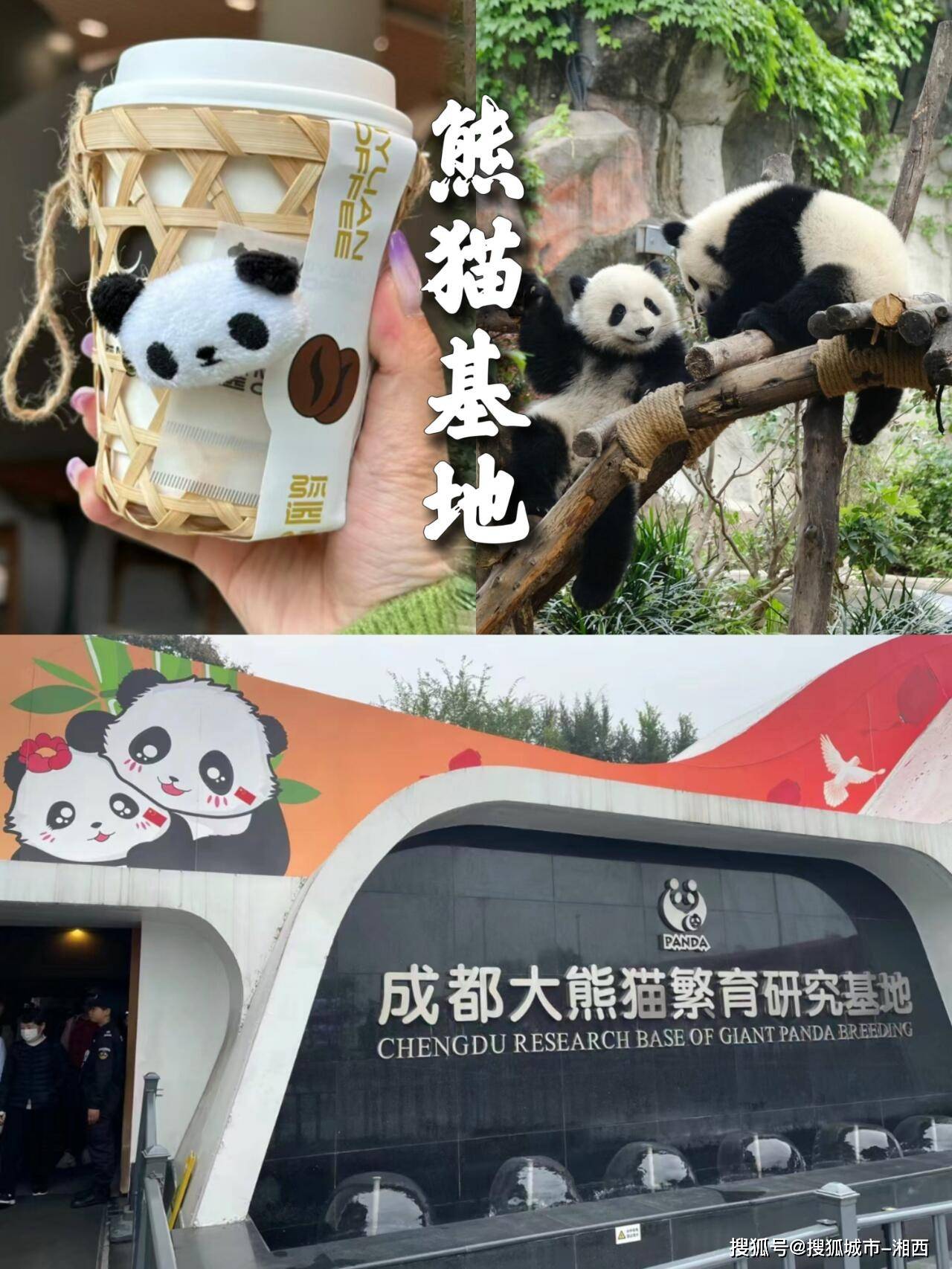 早晨,我们从成都出发,首先前往著名的成都大熊猫繁育研究基地.