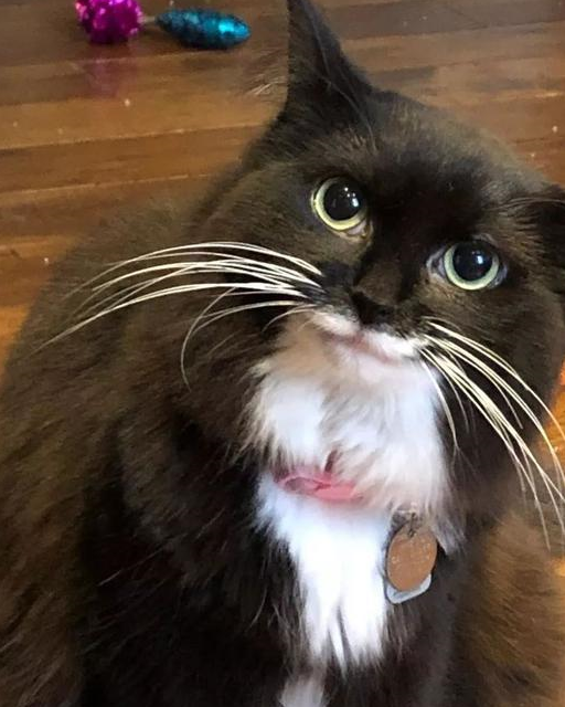 猫咪之所以会有这样的表情,其实也和它现在的状态有关吧,被有爱的铲屎