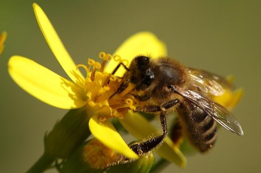 是蜂王还是工蜂在主宰蜂群?