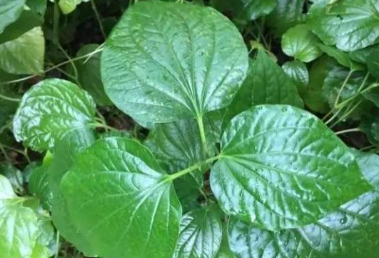 农村这种野菜,味道堪比紫苏,拿它包粽子是一绝,还能治牙痛