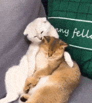 铲屎官:每天就是哈哈嘿嘿_感觉_汪星人_jiojio