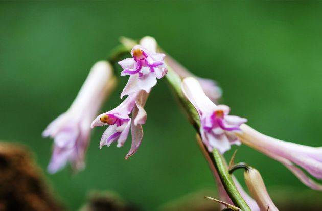 龙陵首次发现珍稀物种杜鹃兰