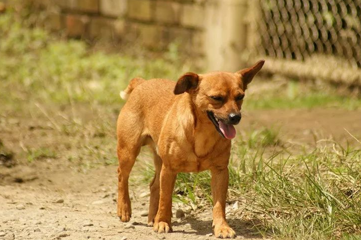 你确定有"中华田园犬"这个品种吗?我是真的尴尬了