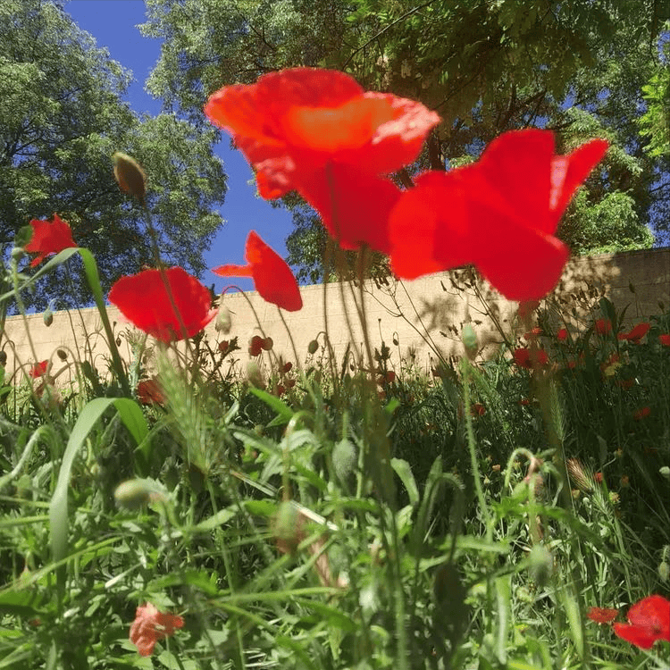 血色的野罂粟花_城区_百花齐放_红色