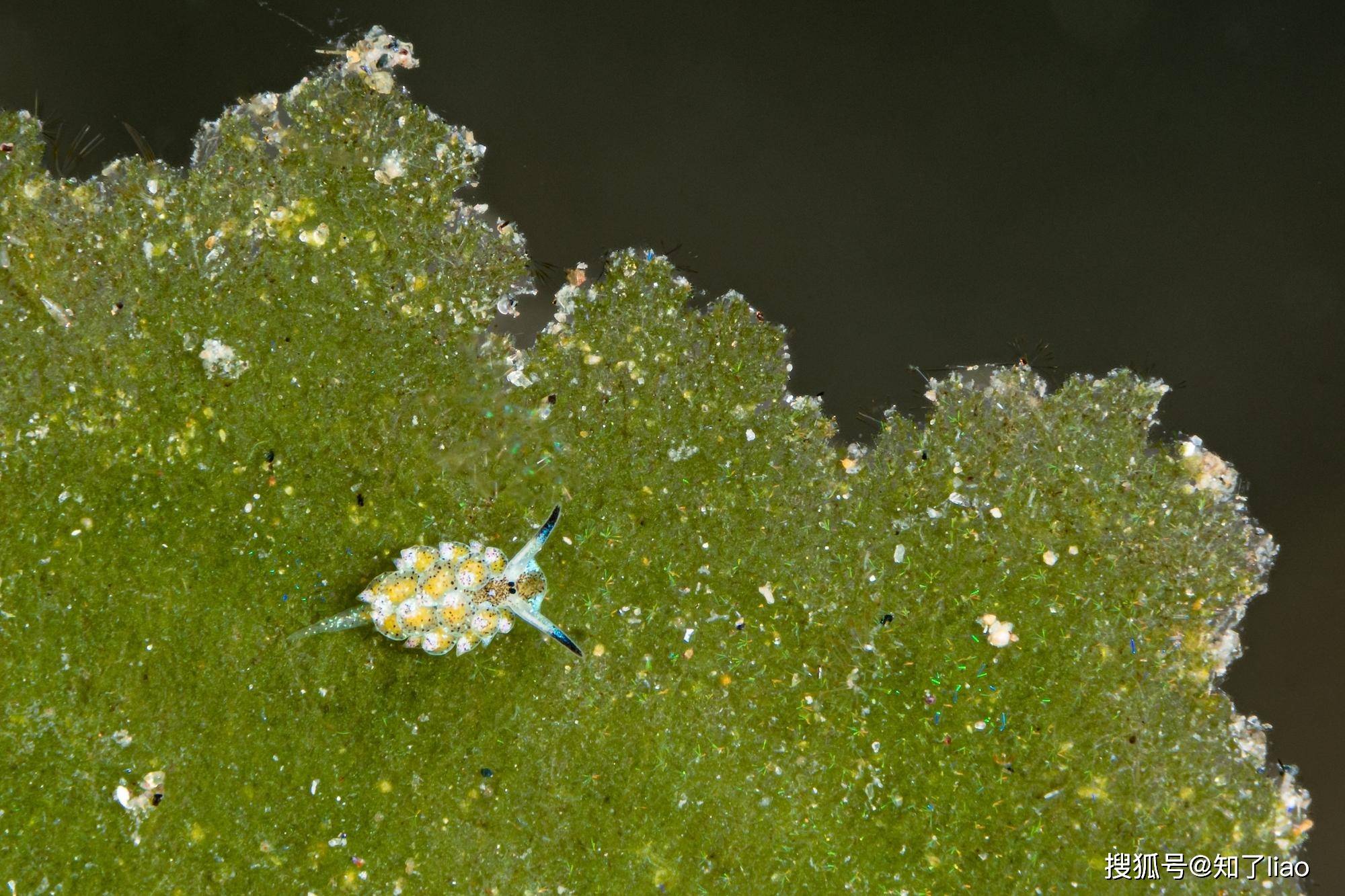 藏在海底的"小羊肖恩",一身多巴胺穿搭太可爱啦!