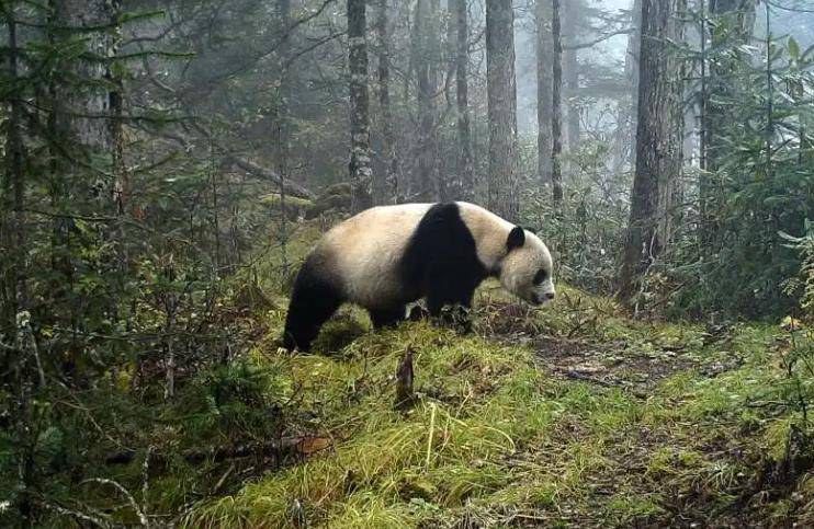 四川才是他的故乡,也有一些大熊猫分布在陕西和甘肃的山区