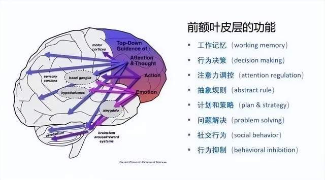 当身体产生过量皮质醇时,前额叶皮层也会显现出萎缩的情况.