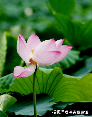 2024年下半年,运势提升,4属相工作顺利,生活顺心,前景光明