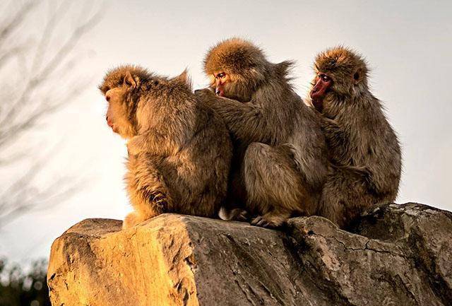 北宋杀妻案:歹人一石三鸟嫁祸于人,太守从猴子打架悟出前因后果