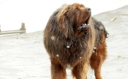 女生最好不要用养下面5种狗狗,尤其是第一种,谁养谁后悔_泰迪_藏獒