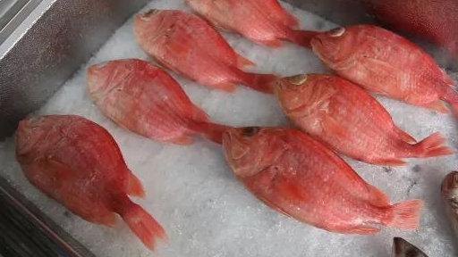 章红鱼,将军甲,假码头,歌里,等等等等,专业人员凭着娴熟的海钓技术,把