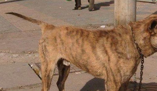 被全世界忽略的中国田园稀缺犬,是皇室的专用犬,智商比边牧高