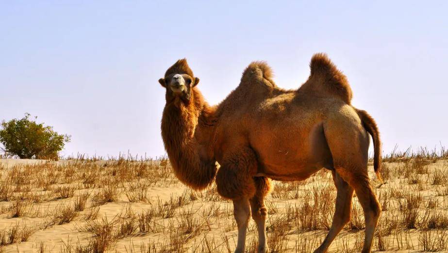 新疆少年救下野生双峰驼,1年后遭人挟持误入沙漠,老骆驼舍命相救