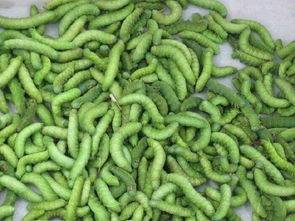 豆虫的养殖,成本和收益农敢网分析_虫子_美食_价格