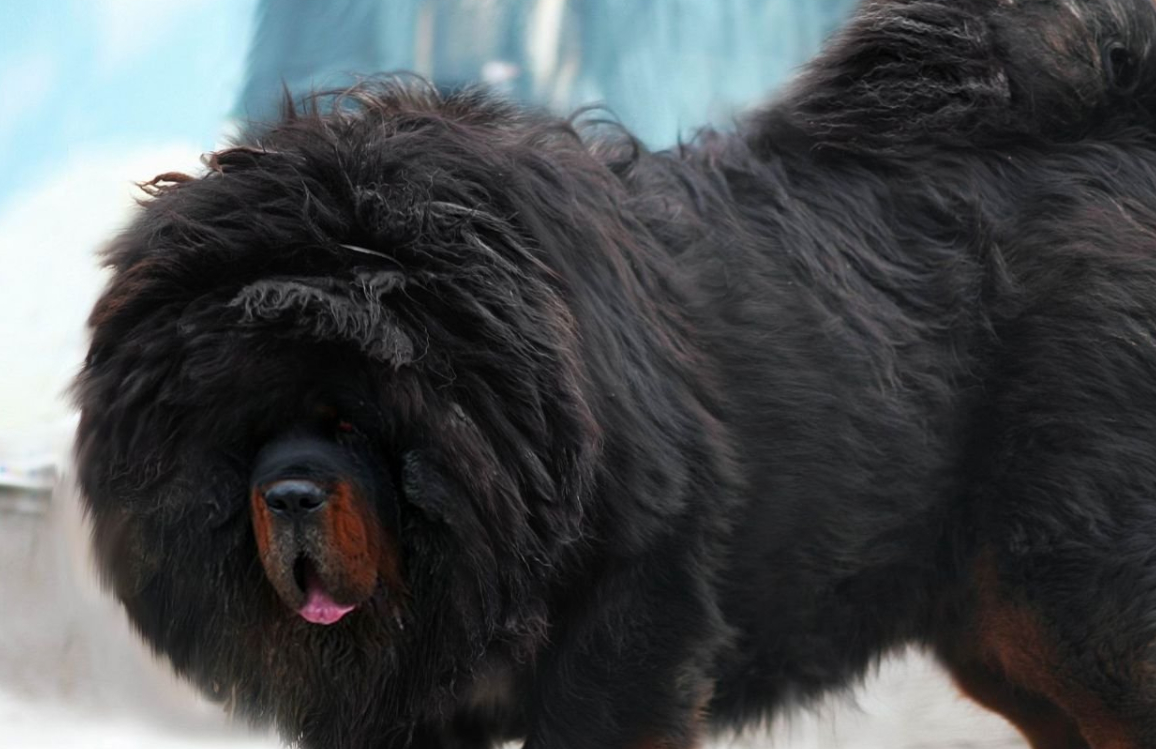 被全世界忽略的中国田园稀缺犬,是皇室的专用犬,智商比边牧高