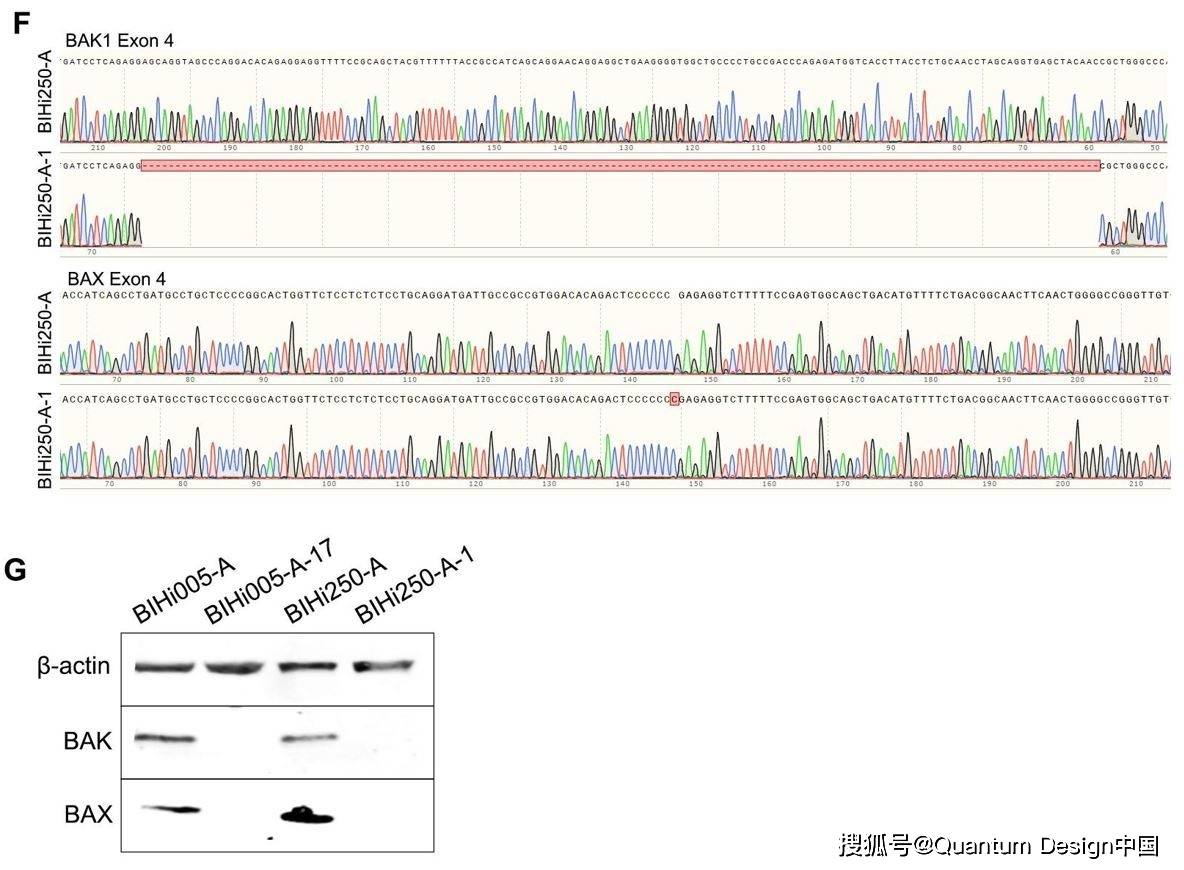 连发3篇hipsc文章!