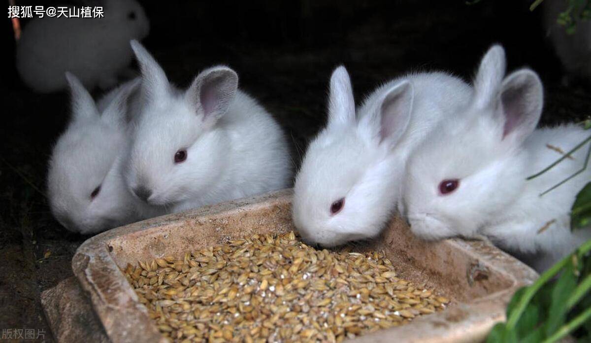 养兔子的方法和技巧