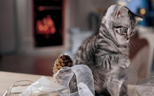 养猫的都经历过45度仰望吧,猫咪为何喜欢在高处让你仰望