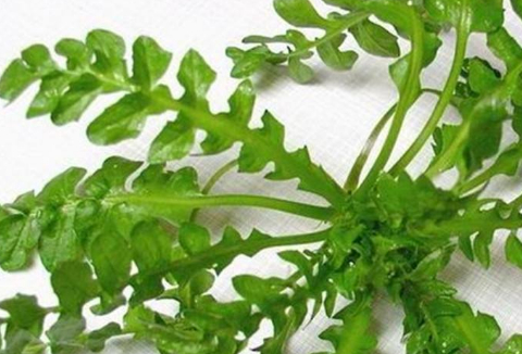 这种菜比萝卜滋补,比韭菜鲜,春天吃它正当时,农村随处可见