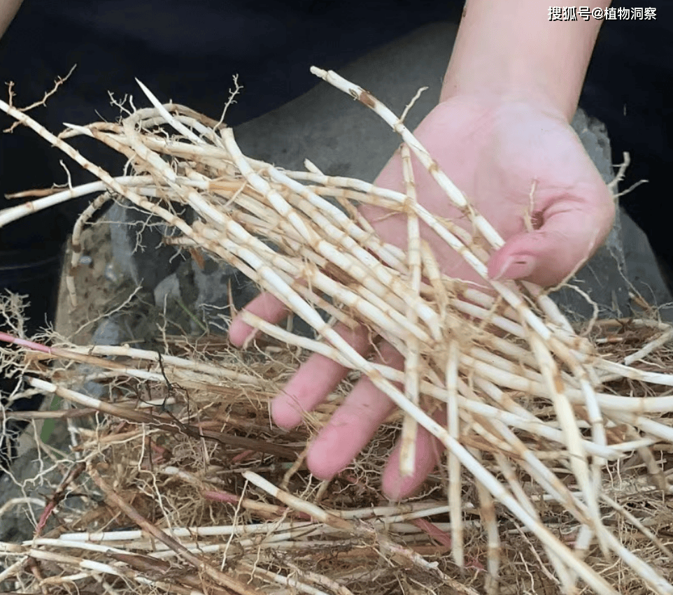 农村4种常见植物,价值珍贵,遇到了挖些回家吧,个个药食同源!