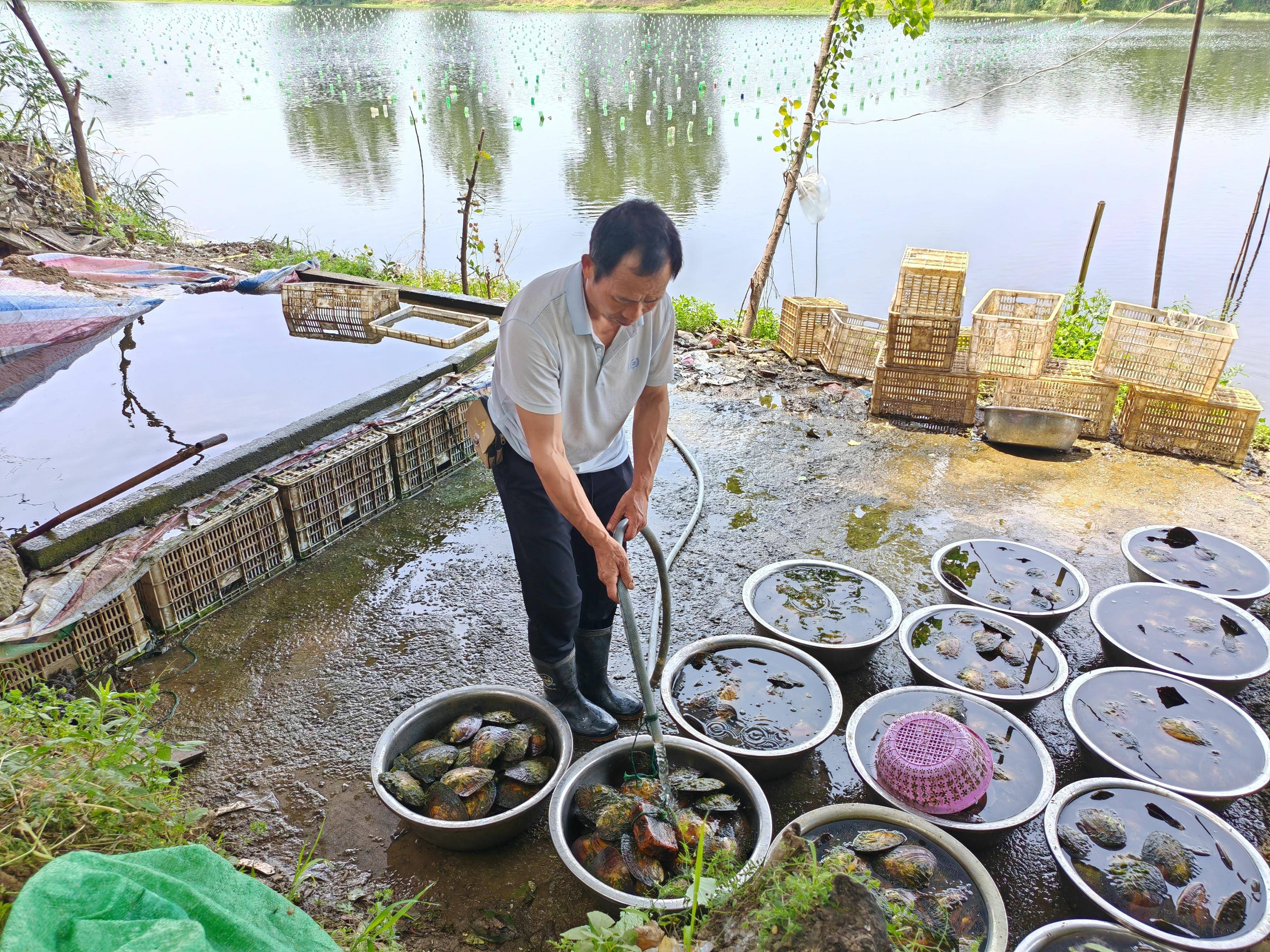 平舆县老王岗乡黄湾村:800亩汝河故道淡水养殖80万只珍珠蚌助村民增收