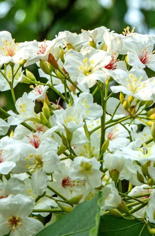 眉山开启"花式宠爱"模式!