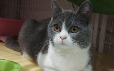 11个月英短没发腮,英短什么时候发腮