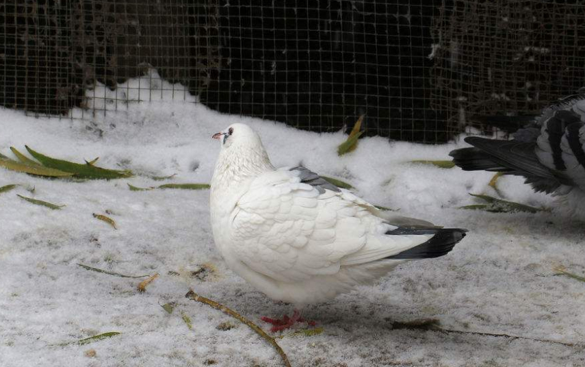 说说天降精品天落鸽!