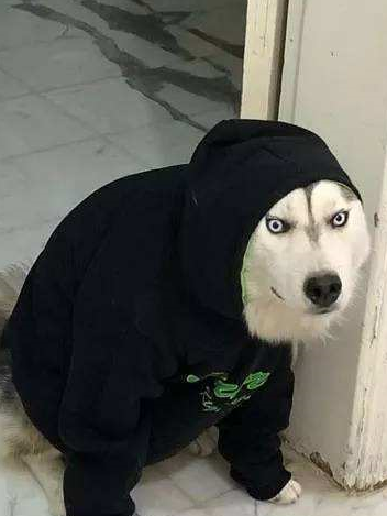 现在的狗狗中,哈士奇这种逗比狗是最受欢迎的,它们的性格独特,脑回路