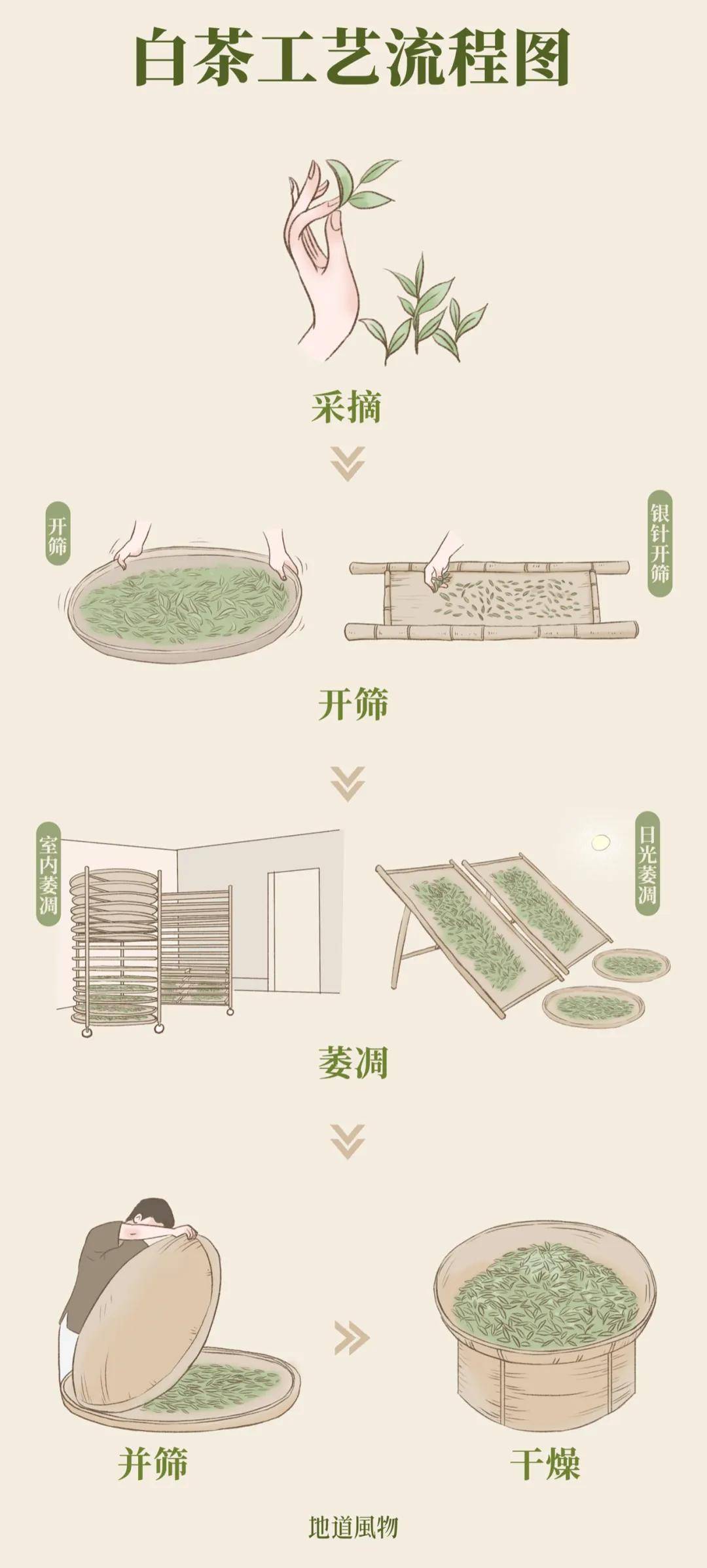 手工绿茶制作工艺流程图片