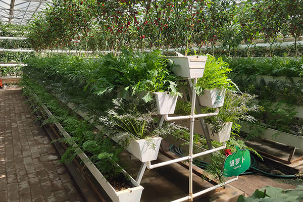 常见的蔬菜无土栽培模式有哪几种?