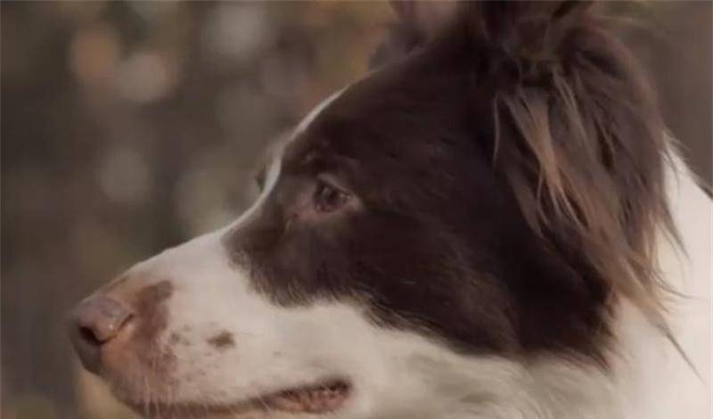 1944年美国女预言家准确预言总统罗斯福寿命,临终前预言中国命运