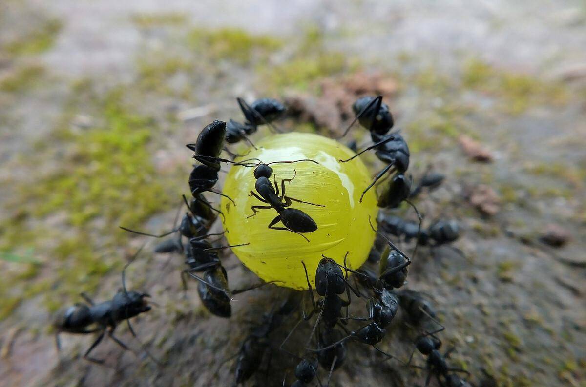 红蚂蚁_老人_村民