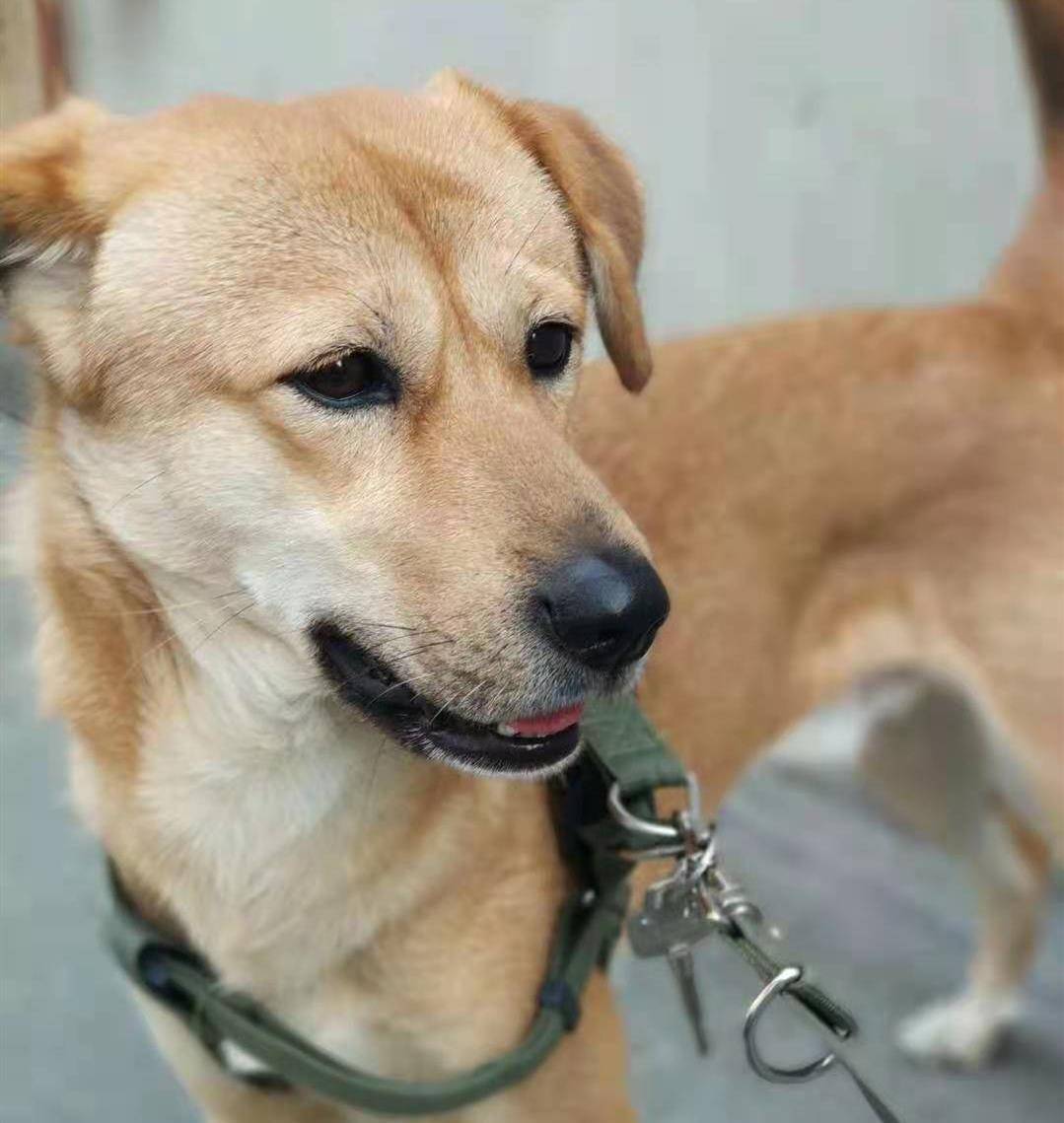 在唐朝,看不起"土狗"的后果很严重