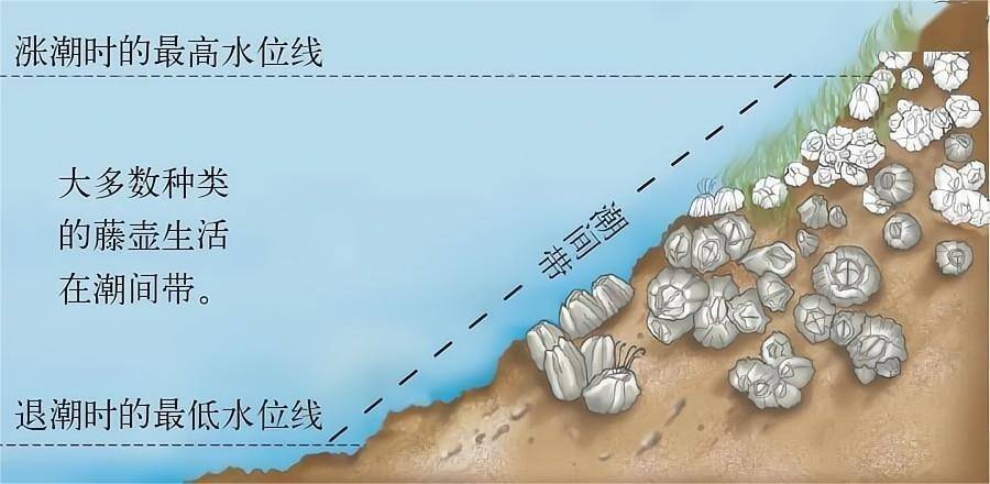 人类的船舶也饱受藤壶摧残,一艘远洋货轮的船底甚至能生长重达几十吨