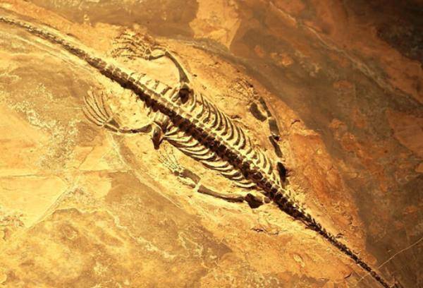 指的是家里的谁?