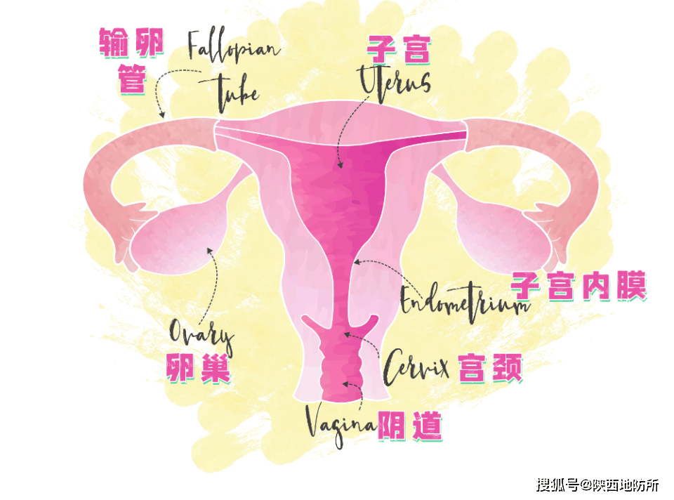 女性生殖系统的正常功能对女性的健康和生育能力至关重要