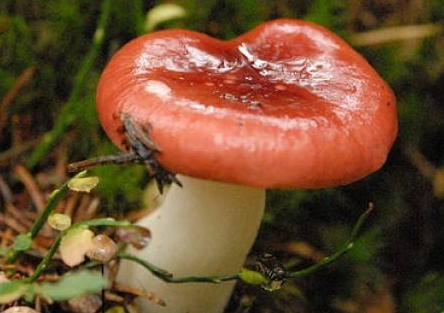 它因长相看似有毒而被人们错过,其实营养价值高,是难得的野味_红菇