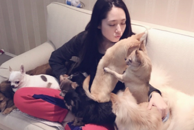 5种很萌的狗狗,昆凌,赵丽颖,蔡依林的狗子都上榜啦_泰迪_性格_银狐