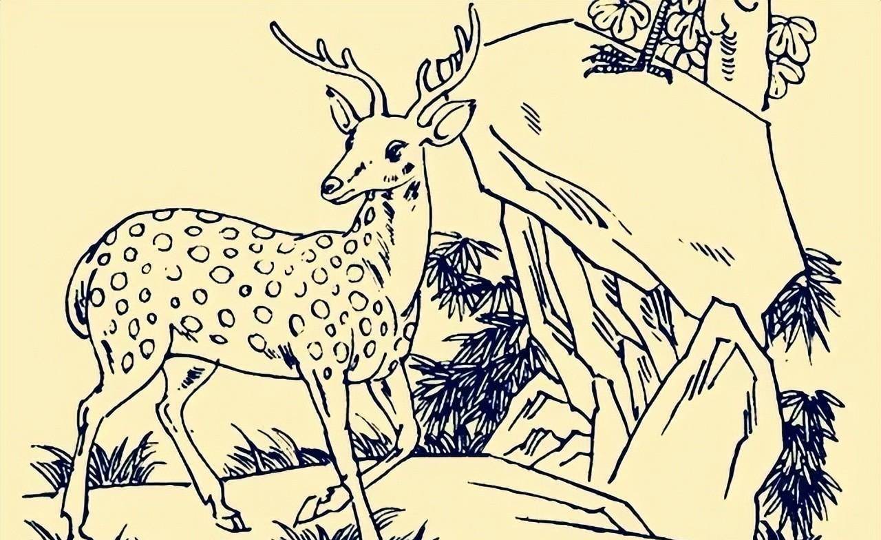 小鹿喝水简笔画图片