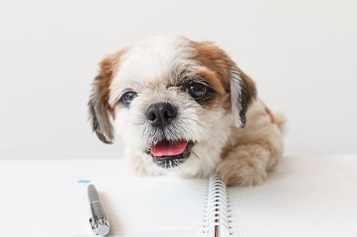 混种狗不是最差的,吉娃娃和泰迪犬的搭配你见过吗?