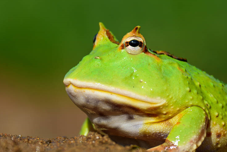 角蛙,是一种受欢迎的宠物两栖动物
