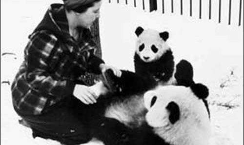 美国女人偷走我国熊猫,不仅残忍虐待还高价出售,晚年下场活该