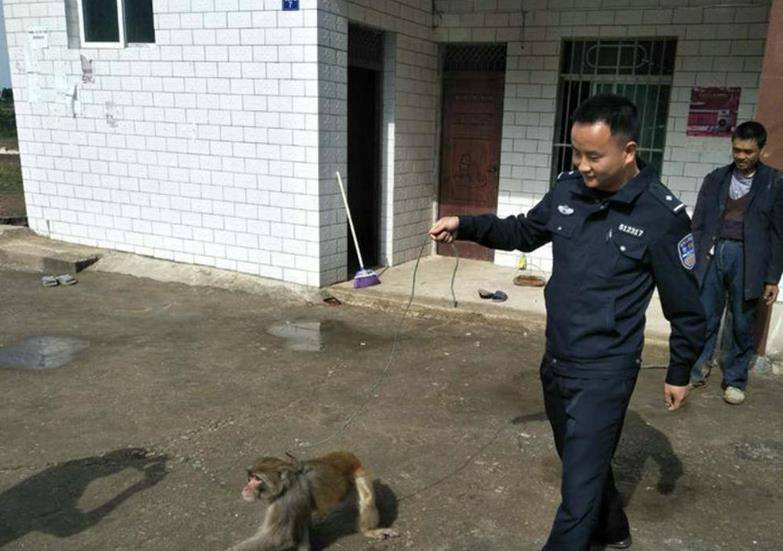 的迷失:9岁与猴为伴,不懂人情世故,出狱再度归返猴群_警方_灵山_游客