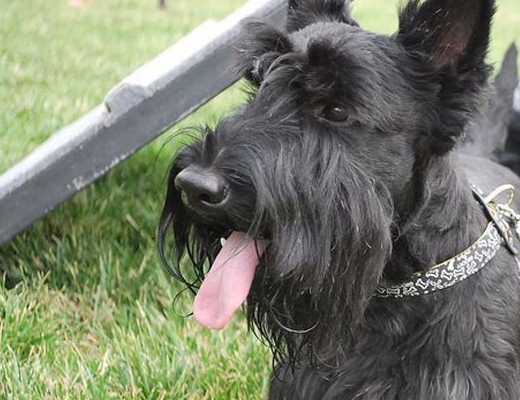 雪纳瑞与苏格兰梗如何区别,养狗前一定要了解